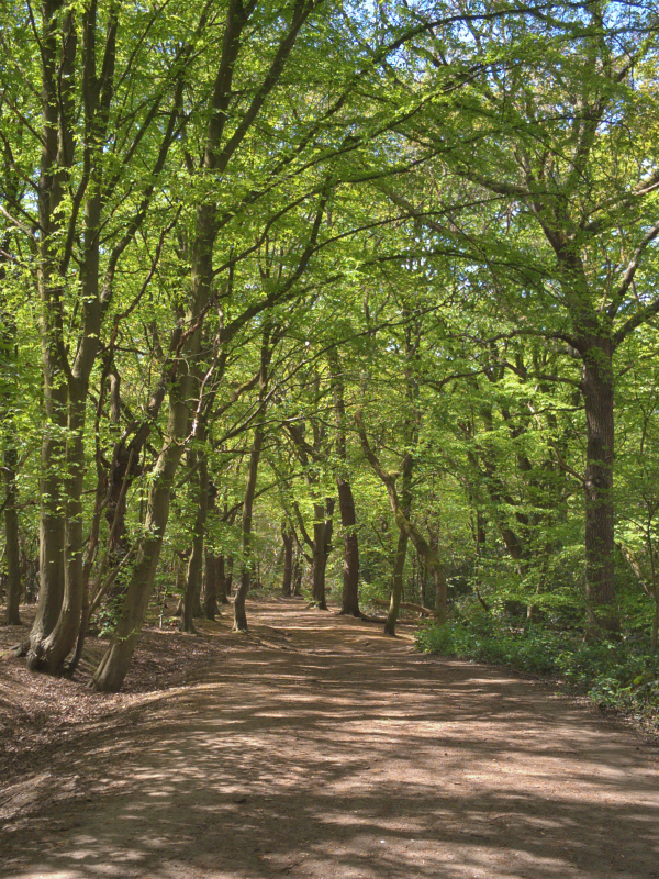 Wimbledon Common — Photographs —