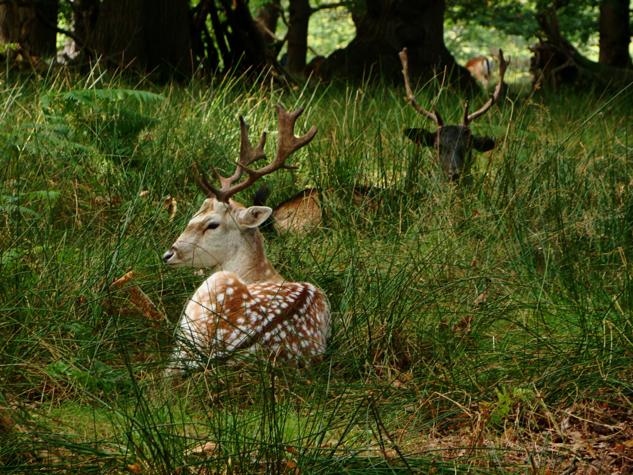 Photographs — Richmond Park — Deer — 5 October 2014 — 18 — 