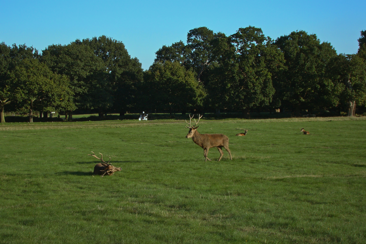 Photographs — Richmond Park — Deer — 30 September 2015 — 4 — 