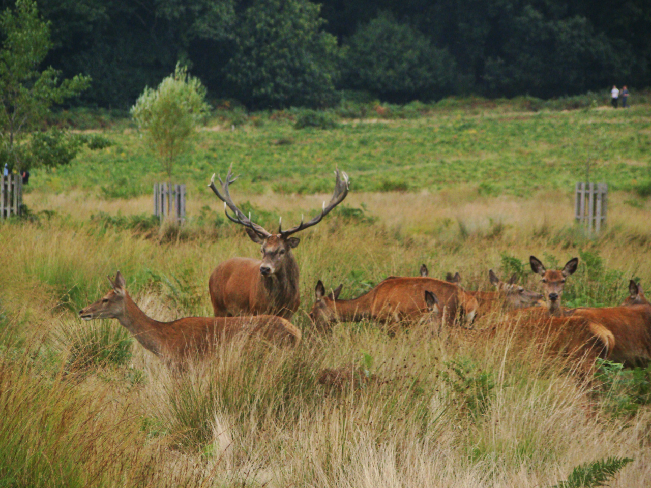 Photographs — Richmond Park — Deer — 24 September 2016 — 2 — 