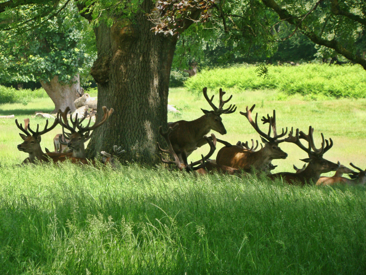 Photographs — Richmond Park — Deer — 8 June 2018 — 2 — 