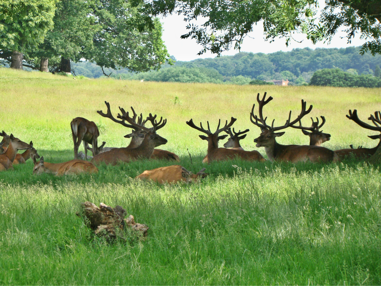 Photographs — Deer In Richmond Park — 8 June 2018 — 7 — 
