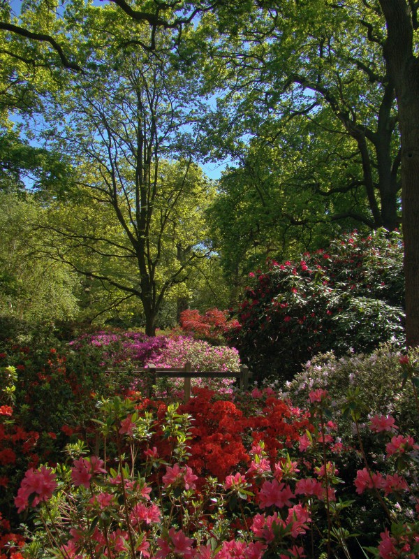 Photographs — Richmond Park — Flowers — 5 May 2018 — 25 —