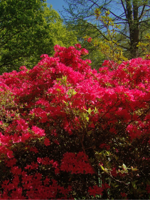 Photographs — Richmond Park — Flowers — 5 May 2018 — 42 —