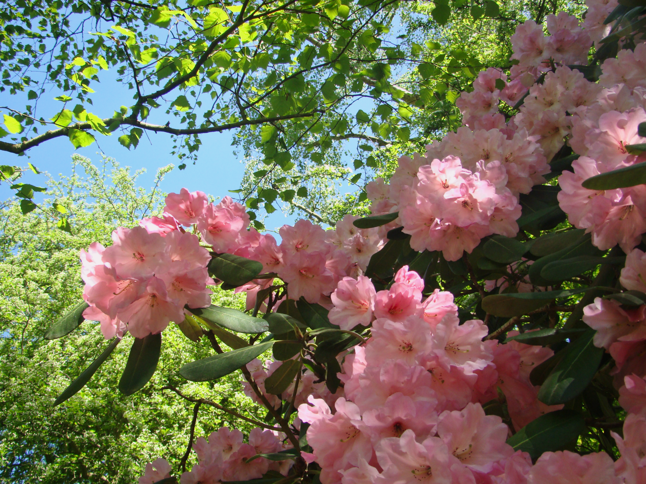 Photographs — Richmond Park — Flowers — 5 May 2018 — 9 — wasaweb.net