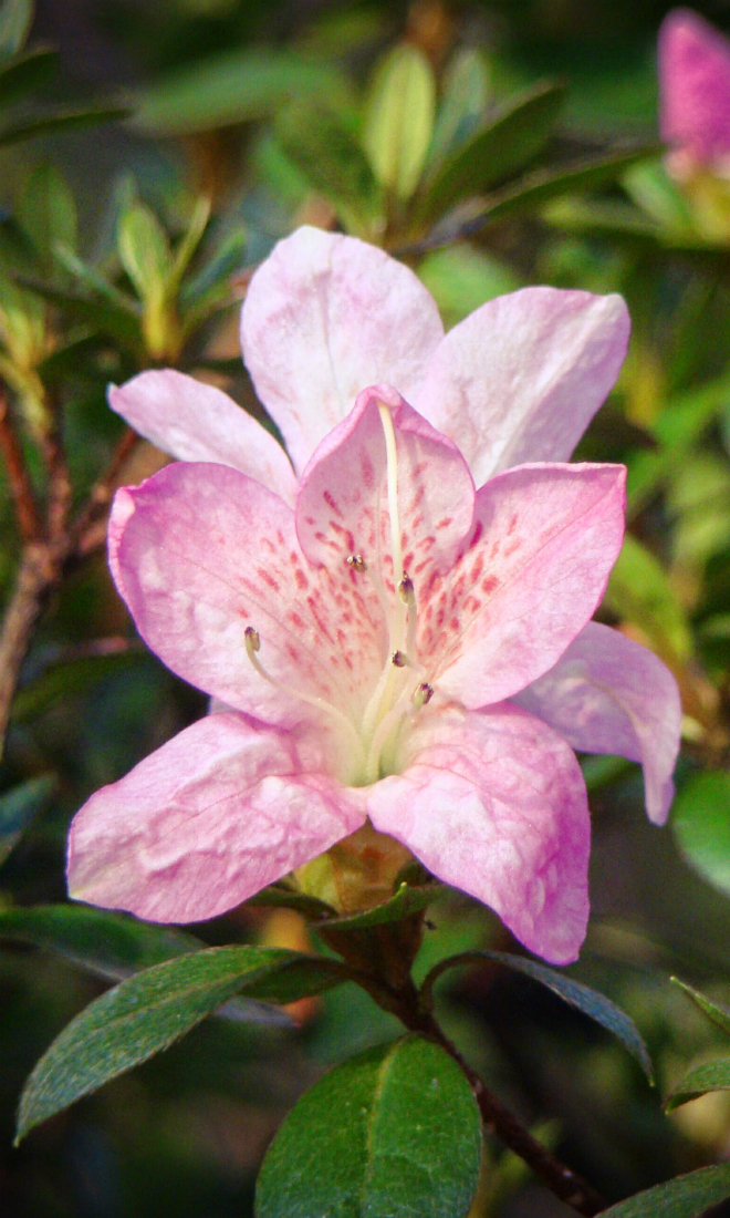 Stock images — 660×990, 660×1100, 660×1188 — Flowers — 92 ...