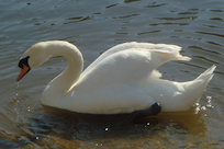 Thumbnail: horizontal photograph (&num;10)