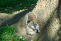 Thumbnail: horizontal photograph (&num;5)