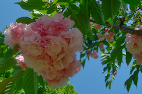 Thumbnail: horizontal photograph (&num;8)