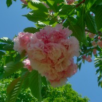 Thumbnail: square photograph (&num;9)